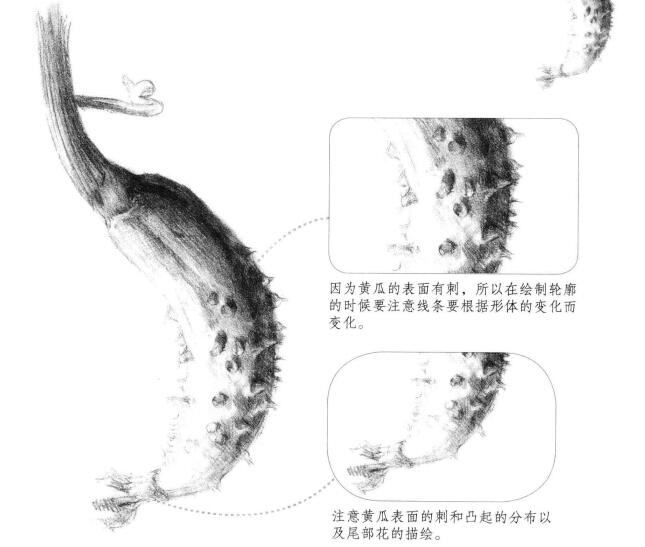 黃瓜素描畫法（一）