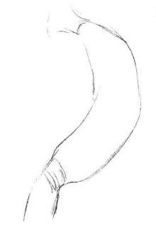 黃瓜素描畫法步驟01