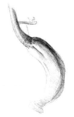 黃瓜素描畫法步驟04