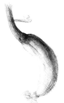 黃瓜素描畫法步驟05