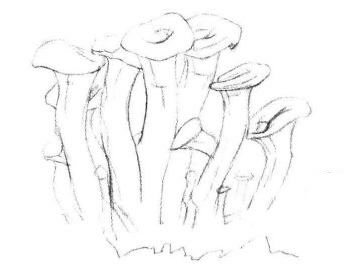 蘑菇素描畫法步驟02