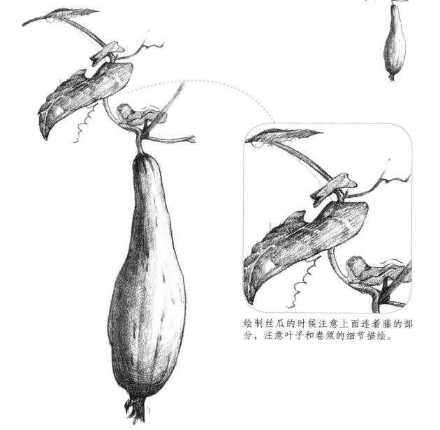 絲瓜素描畫法