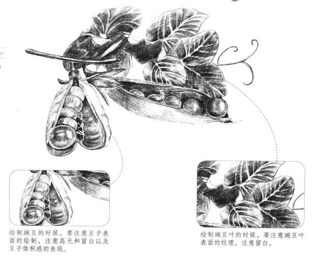 豌豆素描畫法