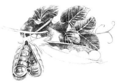 豌豆素描畫法步驟05