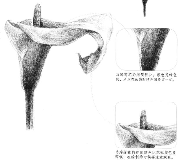 馬蹄花花瓣素描畫法