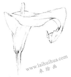 馬蹄花花瓣素描畫法步驟02