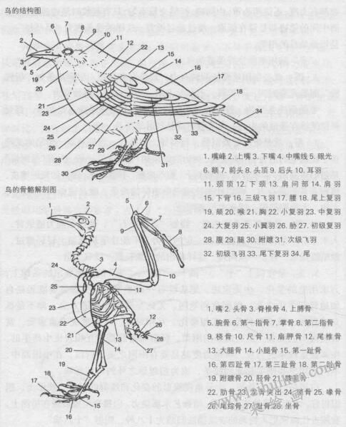 鳥的結(jié)構(gòu)，禽鳥白描畫法的基本筆法