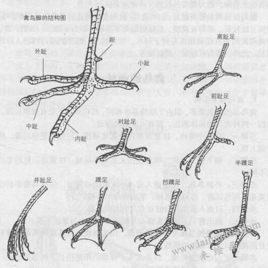 禽鳥腳的結(jié)構(gòu)圖，禽鳥白描畫法的基本結(jié)構(gòu)