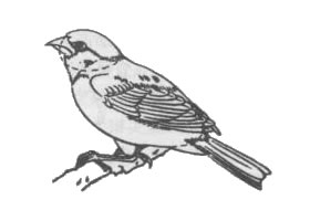 白描禽鳥的畫法