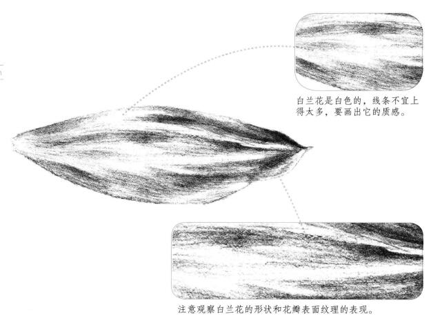 白蘭花花瓣素描畫法