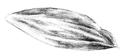 白蘭花花瓣素描畫法步驟05