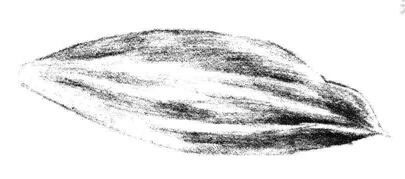 白蘭花花瓣素描畫法步驟06
