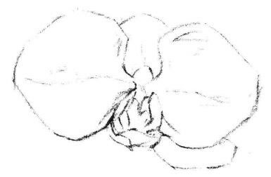 蝴蝶蘭花瓣素描畫法步驟02