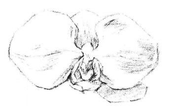 蝴蝶蘭花瓣素描畫法步驟03
