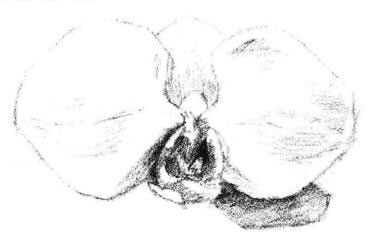 蝴蝶蘭花瓣素描畫法步驟04