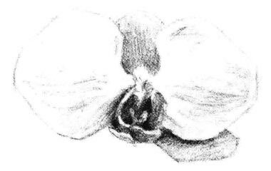 蝴蝶蘭花瓣素描畫法步驟05