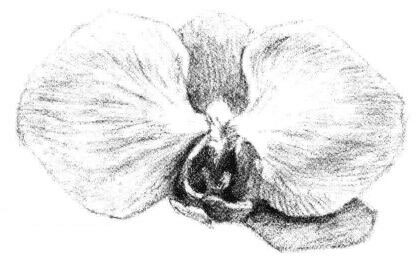 蝴蝶蘭花瓣素描畫法步驟06