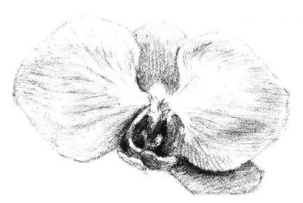 蝴蝶蘭花瓣素描畫法步驟07