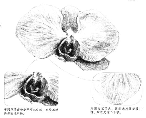 蝴蝶蘭花瓣素描畫法