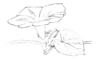 喇叭花素描畫法步驟02