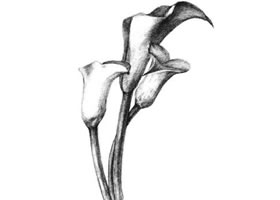 馬蹄蓮花素描畫(huà)法