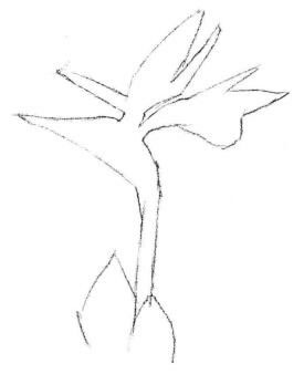 天堂鳥素描畫法步驟01