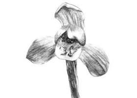 春蘭素描畫(huà)法