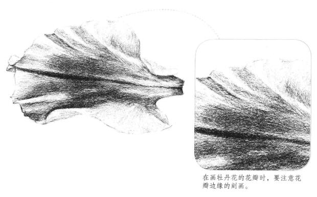 牡丹花瓣素描畫法