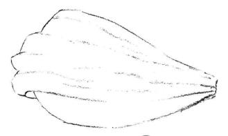 秋櫻花瓣素描畫(huà)法步驟02