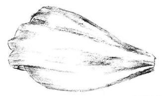 秋櫻花瓣素描畫(huà)法步驟03