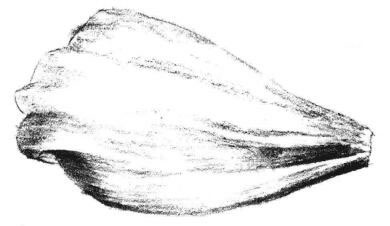 秋櫻花瓣素描畫(huà)法步驟04
