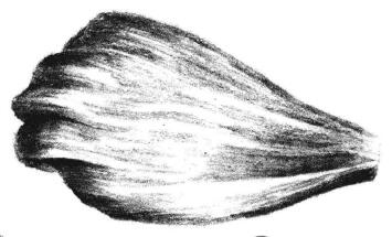 秋櫻花瓣素描畫(huà)法步驟05