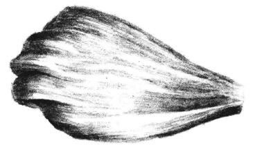 秋櫻花瓣素描畫(huà)法步驟06