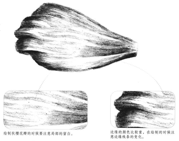 秋櫻花瓣素描畫(huà)法