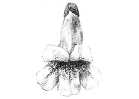 梧桐花瓣素描畫法
