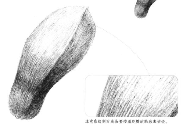 玉蘭花瓣素描畫法