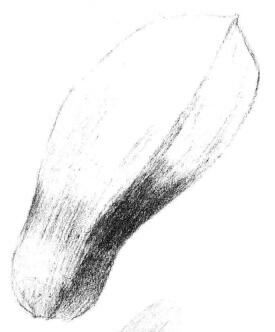 玉蘭花瓣素描畫法步驟03