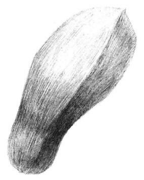 玉蘭花瓣素描畫法步驟06
