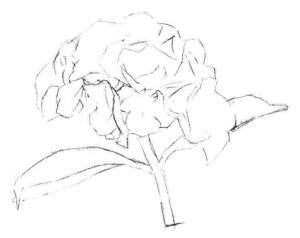 綠繡球素描畫法步驟02