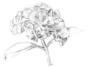 綠繡球素描畫法步驟03