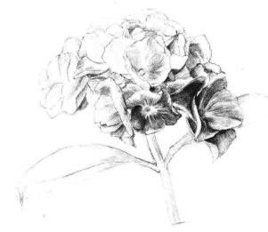 綠繡球素描畫法步驟04