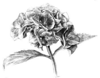 綠繡球素描畫法步驟05