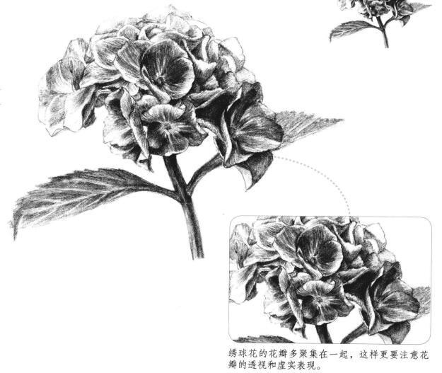 綠繡球素描畫法