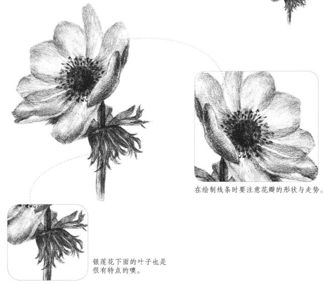 銀蓮花素描畫法
