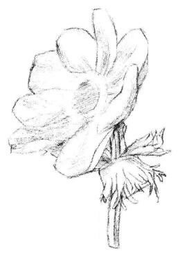 銀蓮花素描畫法步驟03