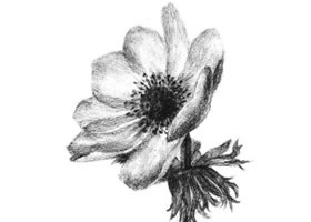 銀蓮花素描畫(huà)法