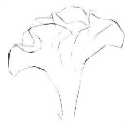 雞冠花素描畫(huà)法步驟02