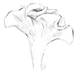 雞冠花素描畫(huà)法步驟03