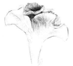 雞冠花素描畫(huà)法步驟04