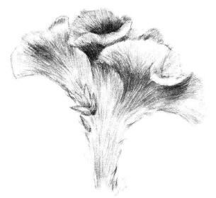 雞冠花素描畫(huà)法步驟05